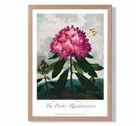 ARTZE Vintage Floral Exhibition - Rhododendron Flower Framed Print SIZE: A4 with Oak Frame in Pink | Size: A2 ARTZE Pink A2