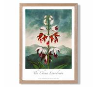 ARTZE Vintage Floral Exhibition - The China Limodoron Framed Print SIZE: A2 with Oak Frame in Red | Size: A4 ARTZE Red A4