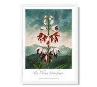 ARTZE Vintage Floral Exhibition - The China Limodoron Framed Print SIZE: A3 with White Frame in Red | Size: A4 ARTZE Red A4