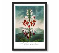 ARTZE Vintage Floral Exhibition - The China Limodoron Framed Print SIZE: A4 with Black Frame in Red | Size: A3 ARTZE Red A3
