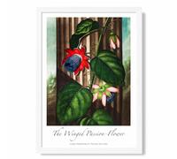 ARTZE Vintage Floral Exhibition - Winged Passion Flower Framed Print SIZE: A2 with White Frame in Red | Size: A3 ARTZE Red A3