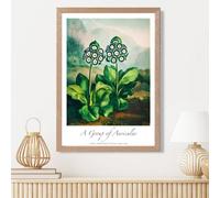 Artze Wall Art Vintage Floral Exhibition - Auricula Flowers Framed Print Size: A3 With Oak Frame