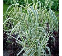 Arundo Ely Variegated Compact Giant Reed Ornamental Outdoor Grass Plant in Pot