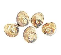 Arwacraft Very Big Size Natural Gomti Chakra Near To 5Cm Dia 5 Piece-B09CMP8RMRNAMZ