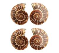 (As show, One size) 1 Pair Ammonite Shell Jurassic Fossil Specimen Madagascar 3-4cm