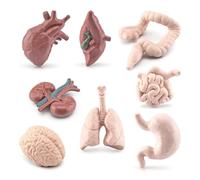 (As show, One size) 3D Human Body Organ Models 8pcs Kids Learning Aids Medical School Human Torso Education Class Teaching Props