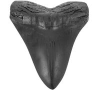 (As show, One size) Megalodon Shark Tooth Fossil Realistic Simulation Megalodon Teeth Model Megalodon Tooth Replica