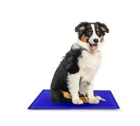 ASAB Dog Cool Mat Durable PVC Material Pet Summer Gel Mat with Self Cooling Gel Cool Mat for Dogs Waterproof Dog Mat for Beds and Cars for Puppies Kittens in Hot Summer (60 x 40cm)