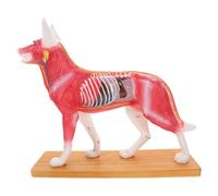 ASAKKURA Canine Acupuncture Model Anatomical Dog Body with Acupuncture Points Veterinary Teaching Tool Medical Science Education Animal Muscle Model