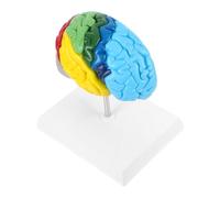 ASAKKURA Human Brain Model 1:1 Scale Right Half Anatomical Brain for Boys and Girls and Students, Neuroanatomy Teaching Tool, Medical Science Display and Learning Aid