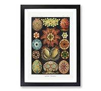 Ascidian Sea Squirts by Ernst Haeckel Framed Wall Art Print A2 Black