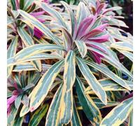 Ascot Rainbow Wood Spurge Perennials Flowering Plants Euphorbia × Martini 2L Pot Plant Theory Green One Size