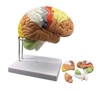 asdchZen 2X Magnification Human Brain Anatomical Model With Labeling Instructions & Detachable Midsection Anterior Lobe Brainstem For Teaching
