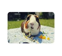 ASEELO 40x60 Cm Door Mat Guinea Pigs Funny Entrance Rug Dirt Trapper for Indoor and Outdoor Non-Slip Carpet Area Rug Barrier Mat