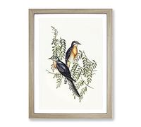 Ash Coloured Cuckoo Birds By Elizabeth Gould Vintage Framed Print | A2 Oak Framed Wall Art | Ready to Hang | Classic Nature Picture | Living Room Bedroom Lounge Office