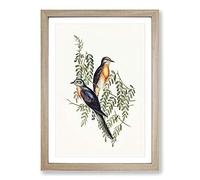 Ash-Coloured Cuckoos by Elizabeth Gould Framed Print | A2 Oak Framed Wall Art | Ready to Hang | Modern Nature Picture | Living Room Bedroom Lounge Office