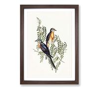 Ash-Coloured Cuckoos by Elizabeth Gould Framed Print | A2 Walnut Framed Wall Art | Ready to Hang | Modern Nature Picture | Living Room Bedroom Lounge Office