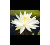 Ash on the Lotus (The Thread Between Worlds)