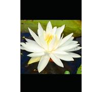 Ash on the Lotus (The Thread Between Worlds)