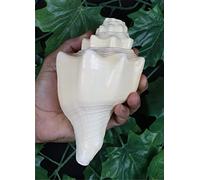 ASHIRWAD Blowing Shankh Vamavarti Dattatreya - Original Natural Color Conch Shell - Puja Ritual - Shankh - Shankhnaad… (8.5 inch)