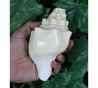ASHIRWAD Blowing Shankh Vamavarti Dattatreya - Original Natural Color Conch Shell - Puja Ritual - Shankh - Shankhnaad… (5.5 inches)