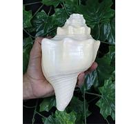 ASHIRWAD Blowing Shankh Vamavarti Dattatreya - Original Natural Color Conch Shell - Puja Ritual - Shankh - Shankhnaad (9.0 inch)