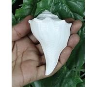 ASHIRWAD Dakshinavarti Original Shankh, 4x6.5x4 inches, Seashell, Right Handed Lakshmi Shankh Conch Shell