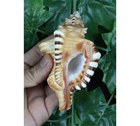 ASHIRWAD Original Ganesh Shankh, Conch Shell for Puja Ritual, all Well-Being, Health and Success for Life (Ganesh Shankh - 5.0 inches)
