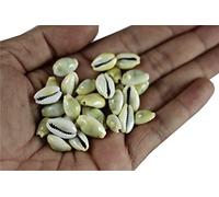 ASHIRWAD Original Yellow Dhan Laxmi Kaudi Vishnu Lakshmi Pooja Peeli Kawri Kauri for Wealth (21 pcs KD1)