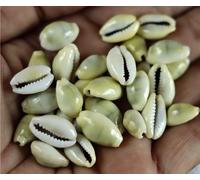 ASHIRWAD Original Yellow Dhan Laxmi Kaudi Vishnu Lakshmi Pooja Peeli Kawri Kauri Kodi for Wealth (11 pcs KD2)