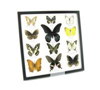 asiahouse24 Here you are buying twelve real, prepared butterflies in perfect museum quality in picture frame display case black frame elegant economy price (A-12-mormon-03)