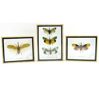 asiahouse24 Our selection of real groomed insects as a wall picture in a showcase. Eupatorus gracolicornis. Handmade in perfect museum quality in a picture frame (2 x caucasus)