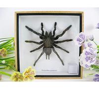 asiahouse24 Real Groomed Giant Tarantula Continuously Prepared in XL 3D Wooden Display Case, Wall Picture, Nature, Taxidermy (Spider 3D XL)