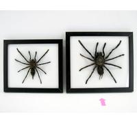 asiahouse24 Real Groomed Giant Tarantula Continuously Prepared in XXL 3D Wooden Display Case, Wall Picture, Nature, Taxidermy (Spider Cotton Wool XXL)