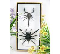 asiahouse24 Real Groomed Giant Tarantula Continuously Prepared in XXL 3D Wooden Display Case, Wall Picture, Nature, Taxidermy (Spider and Scorpion 3D)