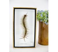 asiahouse24 Real prepared insects in 3D wooden display case. Bird spider, scorpio, beetles, centipedes and much more