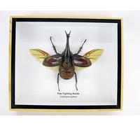 asiahouse24 Real preparirte insects, icades and crawlers in the wooden display case behind glass (Thai Fighting Beetle)