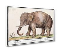 Asian Elephant by A.B. de Boodt Canvas Print | Gallery Wrapped 30mm Frame Wall Art | 30x20 inches | Ready to Hang | Asian Animals Picture | Living Room Bedroom Lounge Office