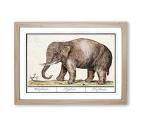 Asian Elephant by A.B. de Boodt Framed Print | A2 Oak Framed Wall Art | Ready to Hang | Asian Animal Picture | Living Room Bedroom Lounge Office