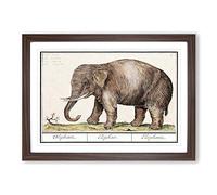 Asian Elephant by A.B. de Boodt Framed Print | A2 Walnut Framed Wall Art | Ready to Hang | Asian Animal Picture | Living Room Bedroom Lounge Office