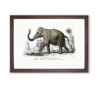 Asian Elephant by Charles d' Orbigny Framed Print | A2 Walnut Framed Wall Art | Ready to Hang | Asian Animal Picture | Living Room Bedroom Lounge Office