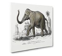 Asian Elephant by Charles d' Orbigny Vintage Canvas Wall Art Print Ready to Hang, Framed Picture for Living Room Bedroom Home Office Décor, 14x14 Inch (35x35 cm)