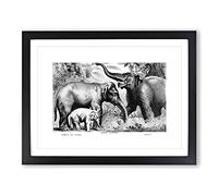 Asian Elephants By John Karst Vintage Framed Wall Art Print, Ready to Hang Picture for Living Room Bedroom Home Office Décor, Black A2 (64 x 46 cm)