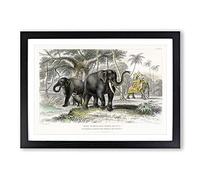 Asian Elephants by Oliver Goldsmith Framed Print | A2 Black Framed Wall Art | Ready to Hang | Asian Animal Picture | Living Room Bedroom Lounge Office
