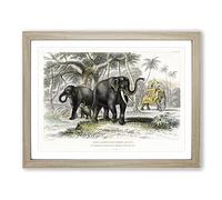 Asian Elephants By Oliver Goldsmith Vintage Framed Wall Art Print, Ready to Hang Picture for Living Room Bedroom Home Office Décor, Oak A4 (34 x 25 cm)