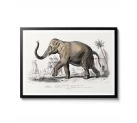 Asiatic Elephant by Charles D'Orbigny, Vintage Illustration Wall Art, Animal Poster, Elephant Print, Nature Decor, Gift Idea, Archival Matte, A4 (Print Only) - 29.7x21cm