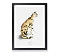 Asiatic Wildcat Illustration by John Edward Gray Framed Print | A2 Black Framed Wall Art | Ready to Hang | Modern Nature Picture | Living Room Bedroom Lounge Office
