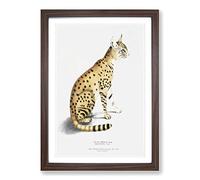 Asiatic Wildcat Illustration by John Edward Gray Framed Print | A2 Walnut Framed Wall Art | Ready to Hang | Modern Nature Picture | Living Room Bedroom Lounge Office