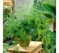 Asparagus plumosus (12cm, V1)