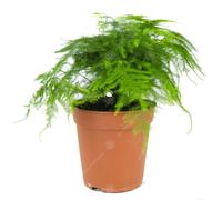 Asparagus Setacea Plumosus Common Lace Fern Live Indoor Houseplant In 12Cm Pot